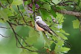 Scissor-tailed Flycatcher